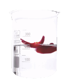 EXTRA-
CTION                          
LAB